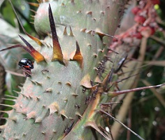 Thorns of rattan palm photo